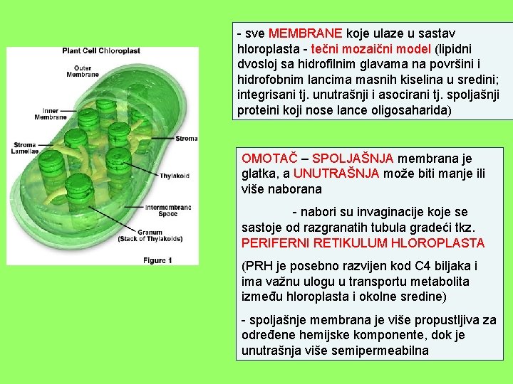 - sve MEMBRANE koje ulaze u sastav hloroplasta - tečni mozaični model (lipidni dvosloj