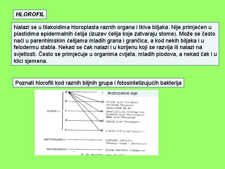 HLOROFIL Nalazi se u tilakoidima hloroplasta raznih organa i tkiva biljaka. Nije primjećen u