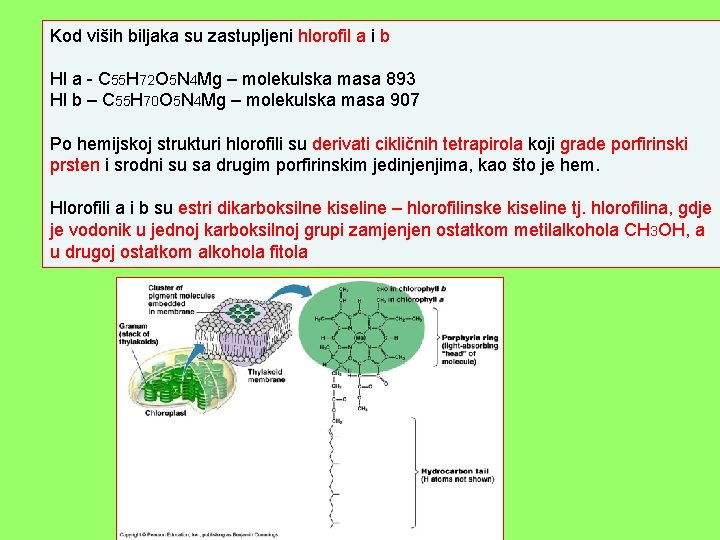 Kod viših biljaka su zastupljeni hlorofil a i b Hl a - C 55