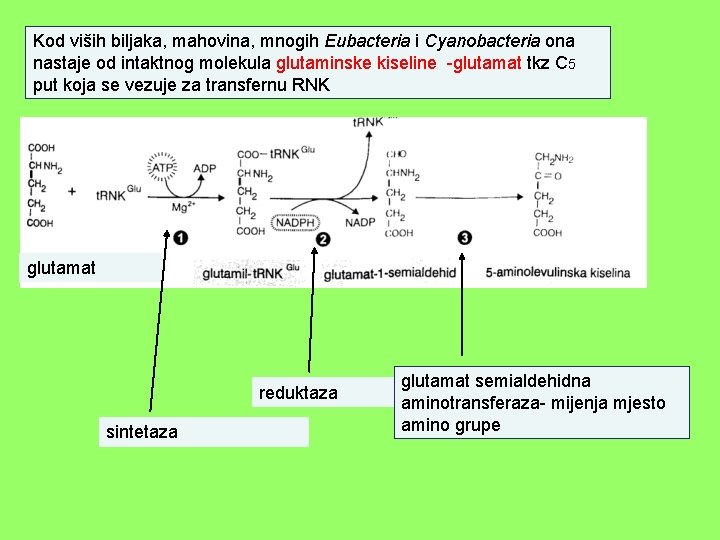 Kod viših biljaka, mahovina, mnogih Eubacteria i Cyanobacteria ona nastaje od intaktnog molekula glutaminske