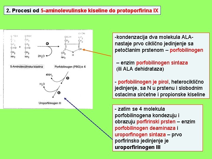 2. Procesi od 5 -aminolevulinske kiseline do protoporfirina IX -kondenzacija dva molekula ALAnastaje prvo