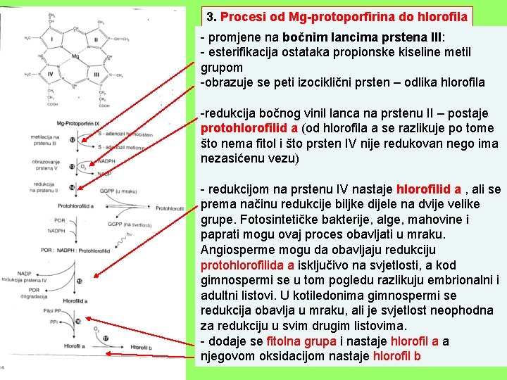 3. Procesi od Mg-protoporfirina do hlorofila - promjene na bočnim lancima prstena III: -