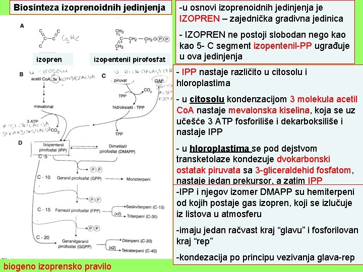 Biosinteza izoprenoidnih jedinjenja izopren izopentenil pirofosfat -u osnovi izoprenoidnih jedinjenja je IZOPREN – zajednička