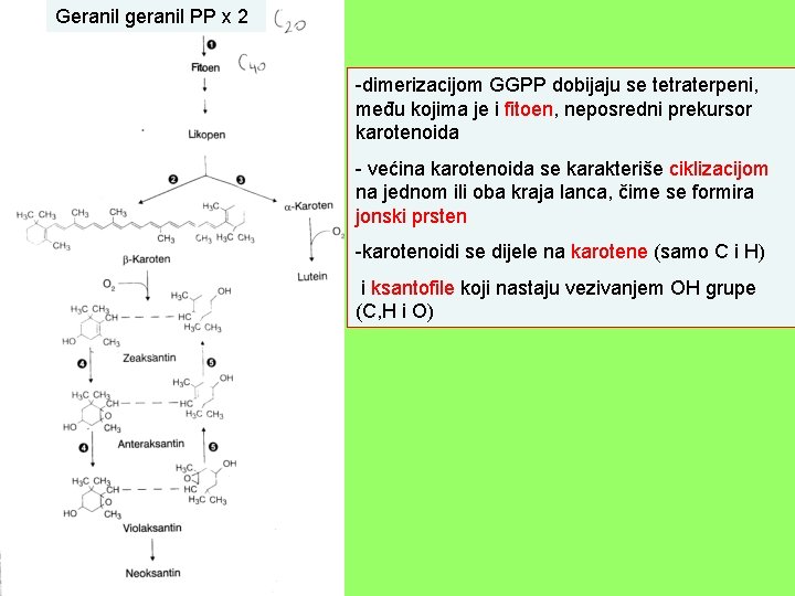 Geranil geranil PP x 2 -dimerizacijom GGPP dobijaju se tetraterpeni, među kojima je i
