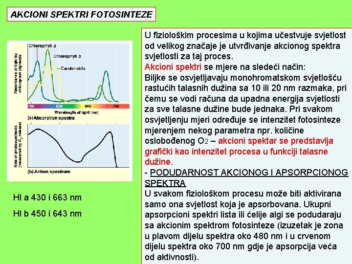 AKCIONI SPEKTRI FOTOSINTEZE Hl a 430 i 663 nm Hl b 450 i 643