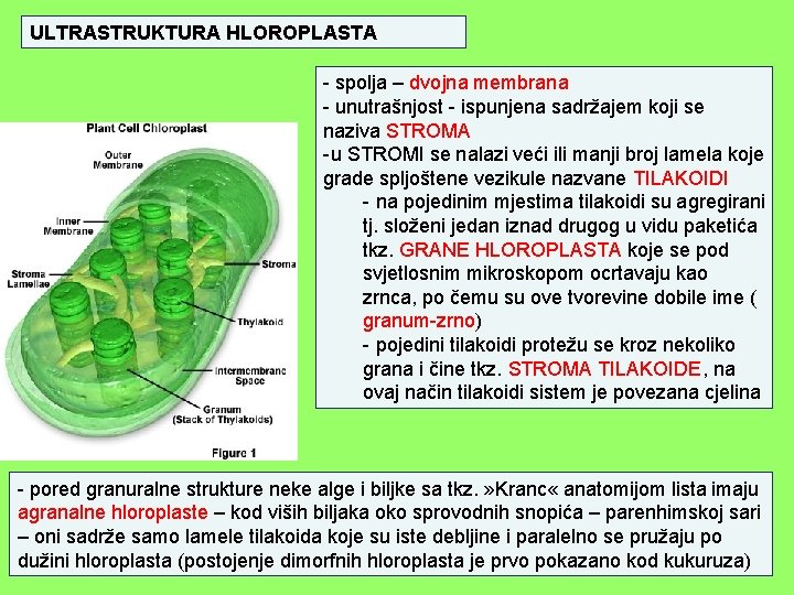 ULTRASTRUKTURA HLOROPLASTA - spolja – dvojna membrana - unutrašnjost - ispunjena sadržajem koji se