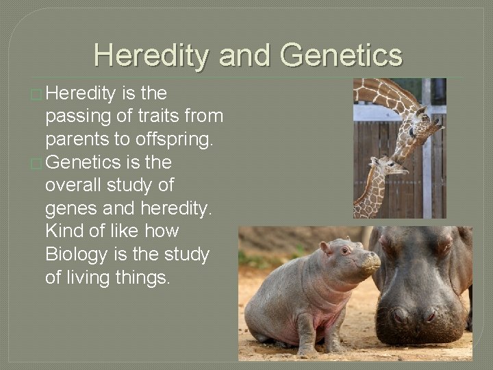 Heredity and Genetics � Heredity is the passing of traits from parents to offspring.