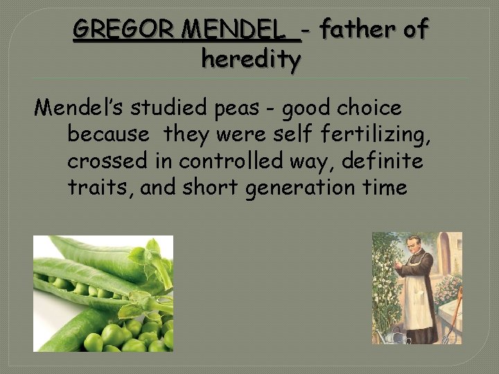 GREGOR MENDEL - father of heredity Mendel’s studied peas - good choice because they
