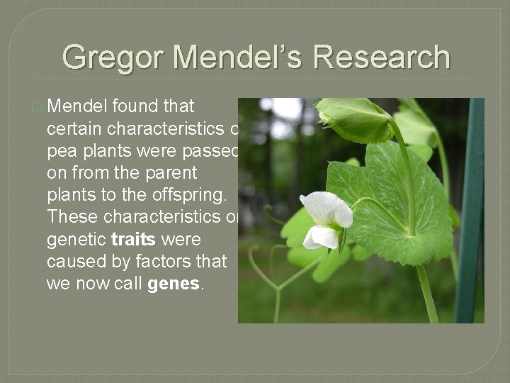 Gregor Mendel’s Research � Mendel found that certain characteristics of pea plants were passed