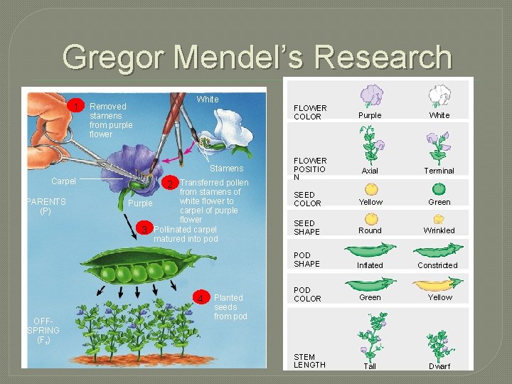 Gregor Mendel’s Research 1 Removed stamens from purple flower White Stamens Carpel PARENTS (P)