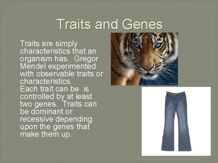 Traits and Genes � Traits are simply characteristics that an organism has. Gregor Mendel
