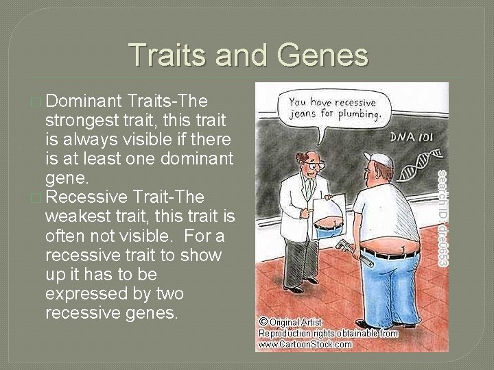 Traits and Genes � Dominant Traits-The strongest trait, this trait is always visible if