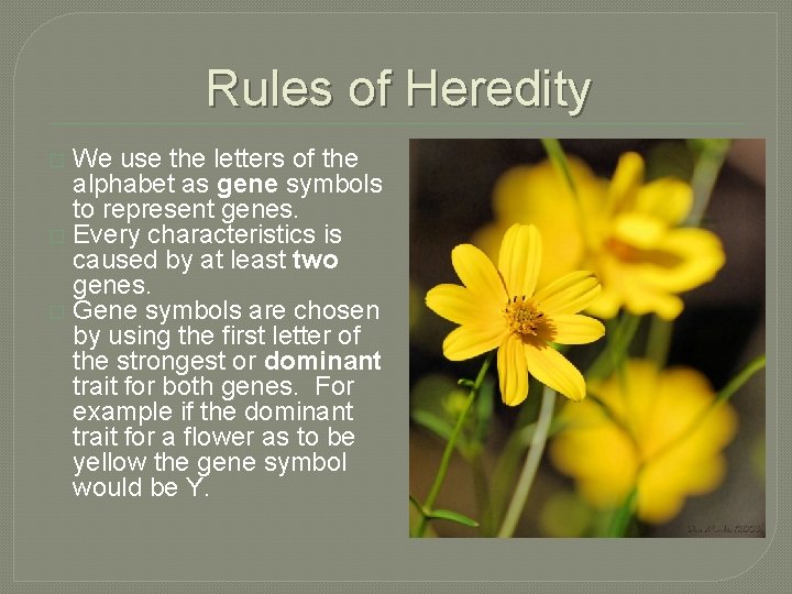 Rules of Heredity We use the letters of the alphabet as gene symbols to