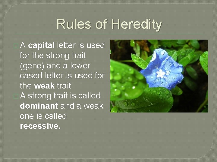 Rules of Heredity �A capital letter is used for the strong trait (gene) and