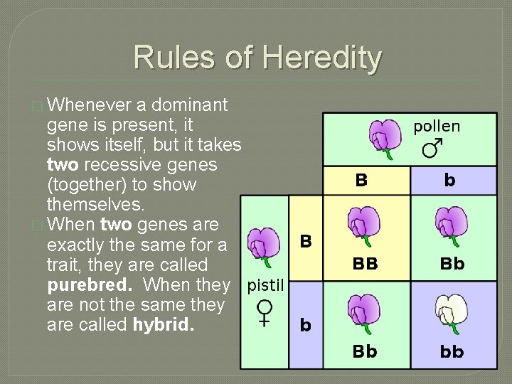 Rules of Heredity � Whenever a dominant gene is present, it shows itself, but