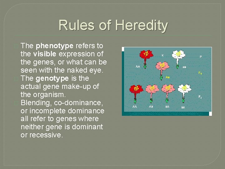 Rules of Heredity The phenotype refers to the visible expression of the genes, or