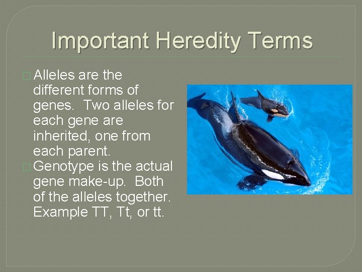 Important Heredity Terms � Alleles are the different forms of genes. Two alleles for