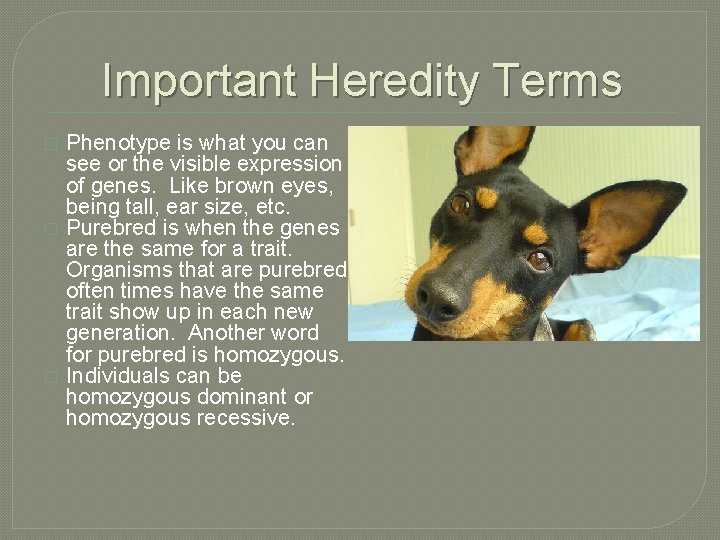 Important Heredity Terms � � � Phenotype is what you can see or the