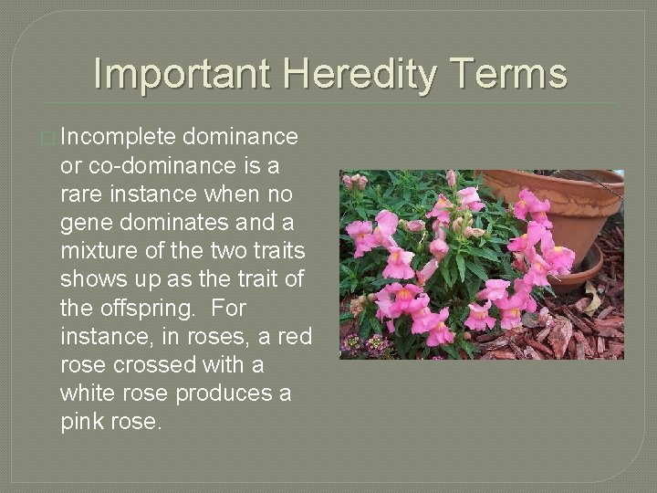 Important Heredity Terms � Incomplete dominance or co-dominance is a rare instance when no
