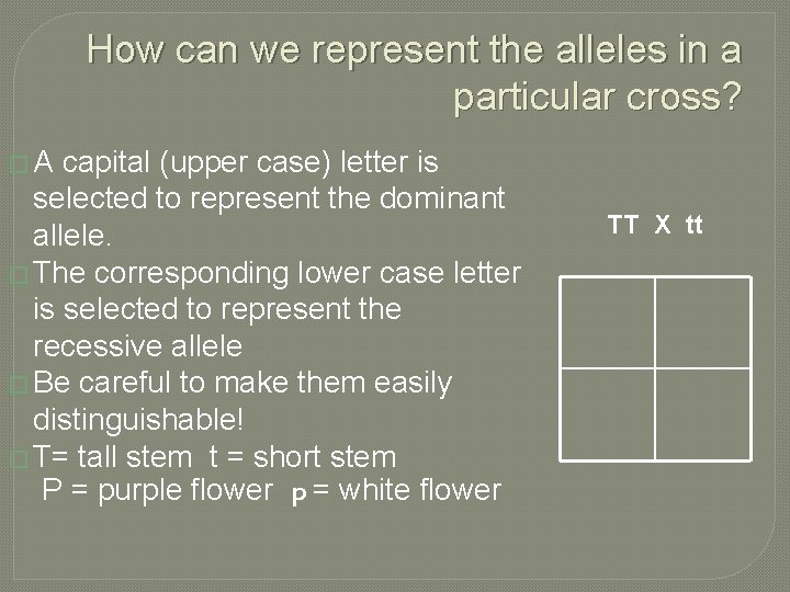 How can we represent the alleles in a particular cross? �A capital (upper case)
