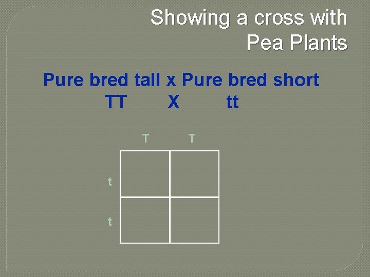 Showing a cross with Pea Plants Pure bred tall x Pure bred short TT