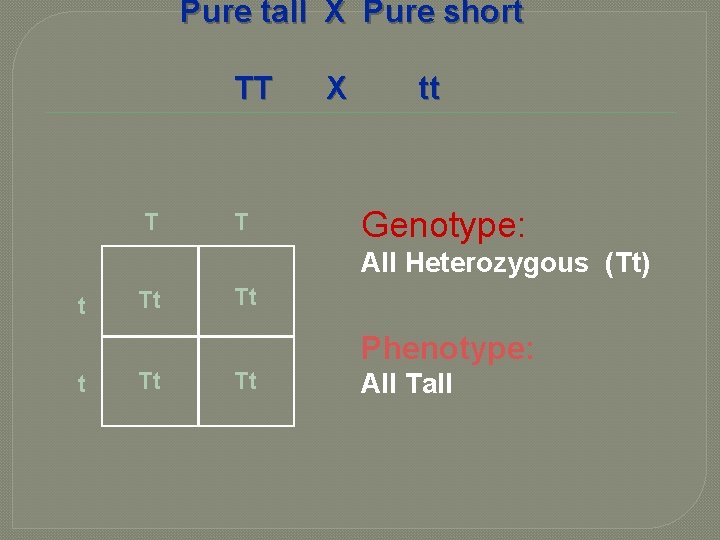 Pure tall X Pure short TT T T X tt Genotype: All Heterozygous (Tt)