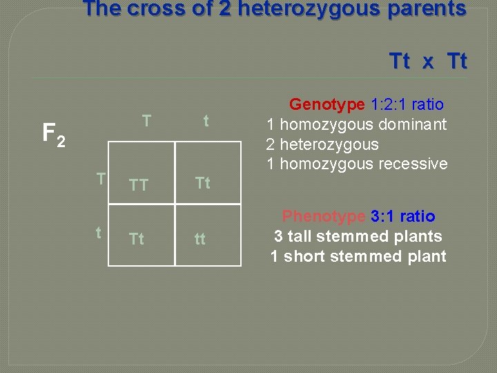 The cross of 2 heterozygous parents Tt x Tt F 2 T t TT