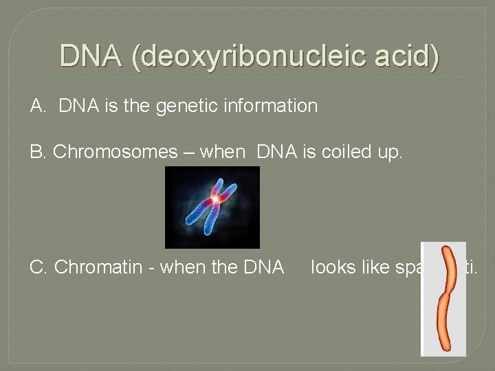 DNA (deoxyribonucleic acid) A. DNA is the genetic information B. Chromosomes – when DNA