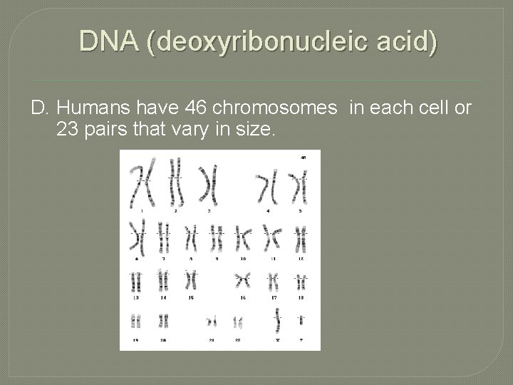 DNA (deoxyribonucleic acid) D. Humans have 46 chromosomes in each cell or 23 pairs