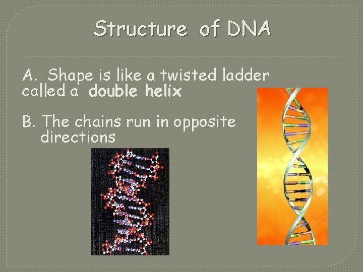 Structure of DNA A. Shape is like a twisted ladder called a double helix