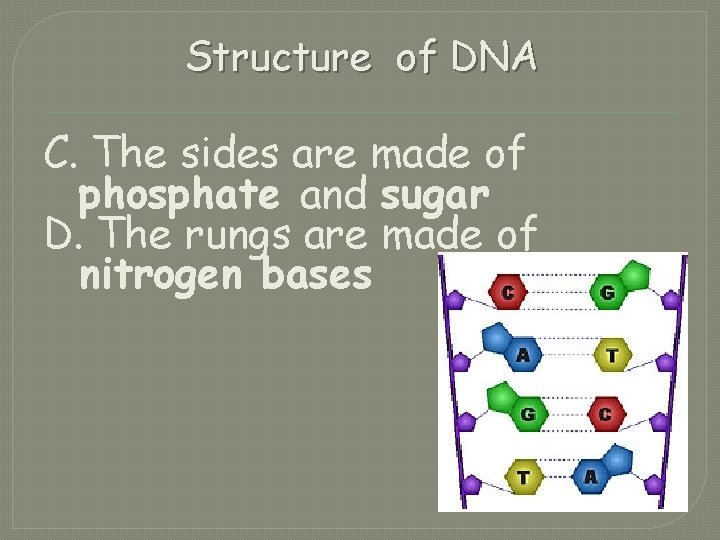 Structure of DNA C. The sides are made of phosphate and sugar D. The