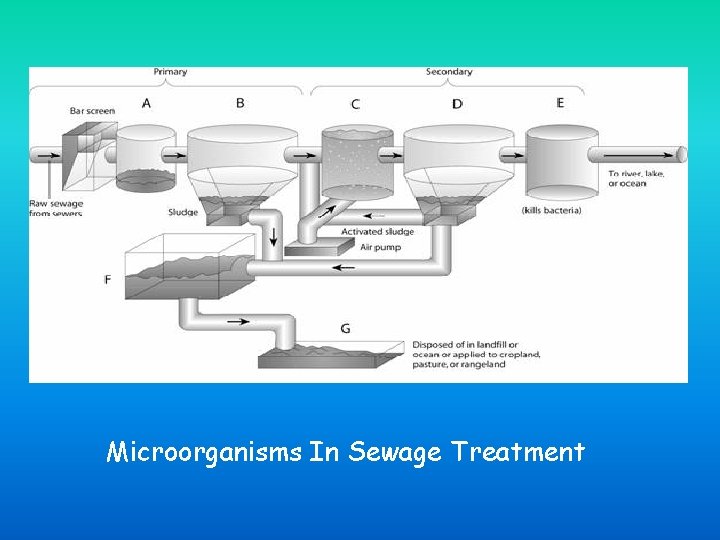 Microorganisms In Sewage Treatment 