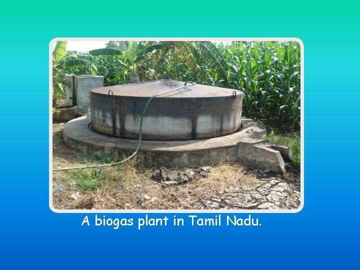 A biogas plant in Tamil Nadu. 