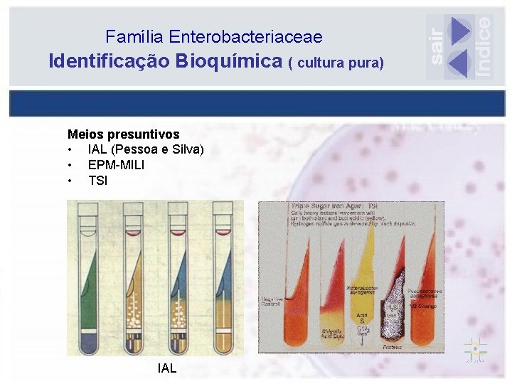Família Enterobacteriaceae Identificação Bioquímica ( cultura pura) Meios presuntivos • IAL (Pessoa e Silva)