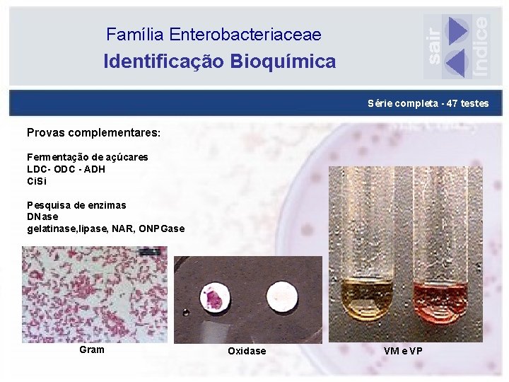 Família Enterobacteriaceae Identificação Bioquímica Série completa - 47 testes Provas complementares: Fermentação de açúcares