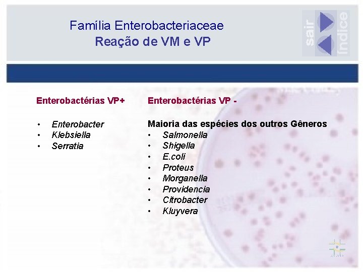 Família Enterobacteriaceae Reação de VM e VP Enterobactérias VP+ Enterobactérias VP - • •