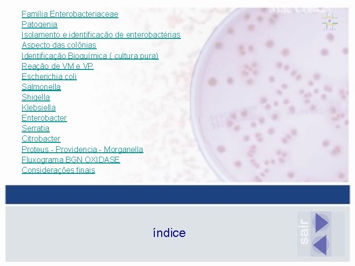 Família Enterobacteriaceae Patogenia Isolamento e identificação de enterobactérias Aspecto das colônias Identificação Bioquímica (