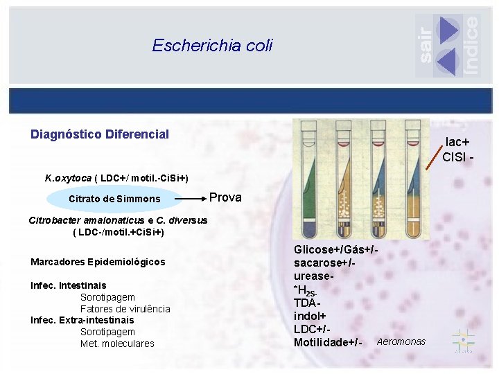 Escherichia coli Diagnóstico Diferencial lac+ CISI - K. oxytoca ( LDC+/ motil. -Ci. Si+)