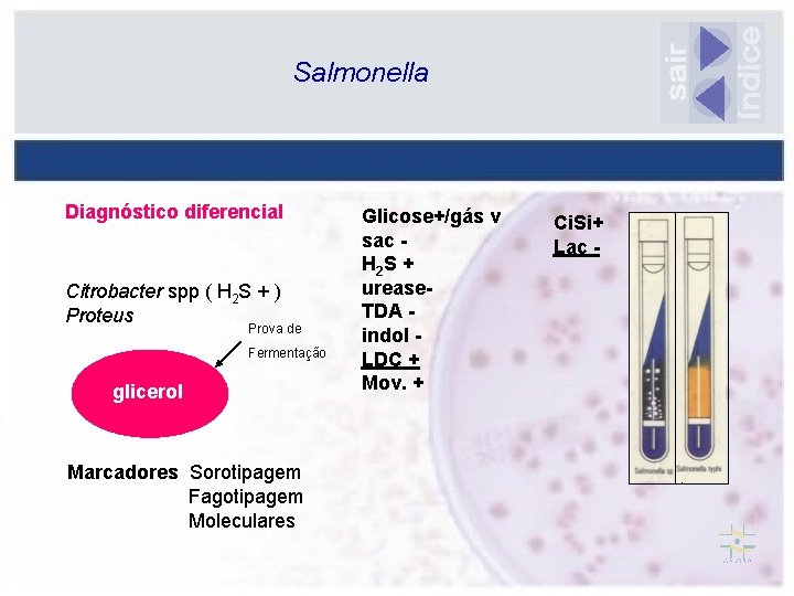 Salmonella Diagnóstico diferencial Citrobacter spp ( H 2 S + ) Proteus Prova de