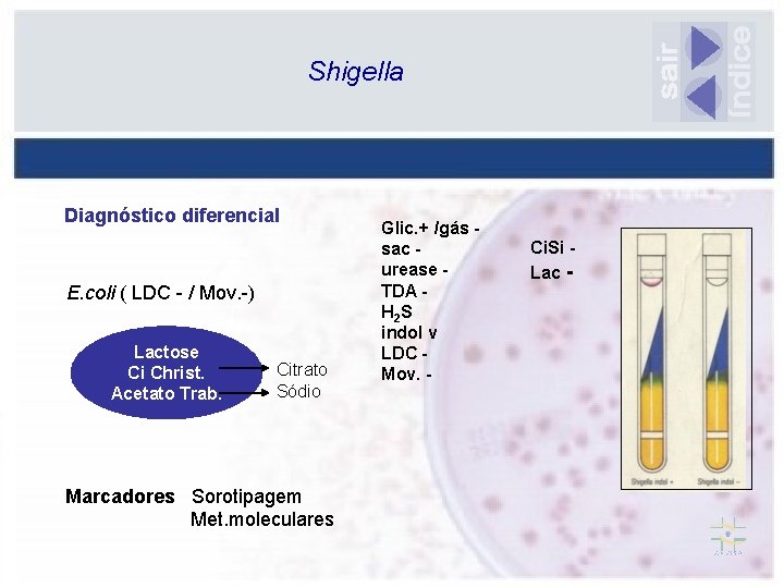 Shigella Diagnóstico diferencial E. coli ( LDC - / Mov. -) Lactose Ci Christ.