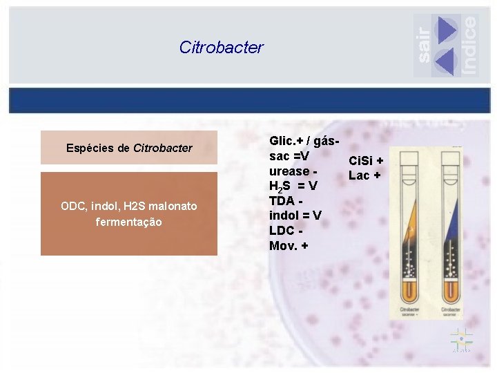 Citrobacter Espécies de Citrobacter ODC, indol, H 2 S malonato fermentação Glic. + /