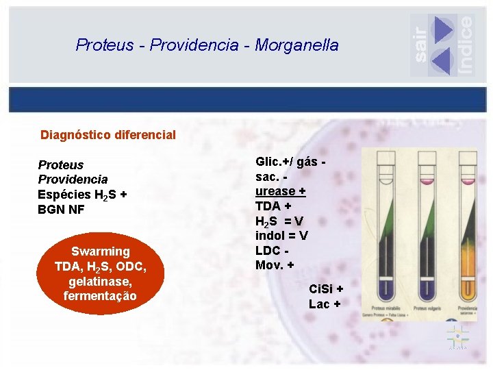 Proteus - Providencia - Morganella Diagnóstico diferencial Proteus Providencia Espécies H 2 S +