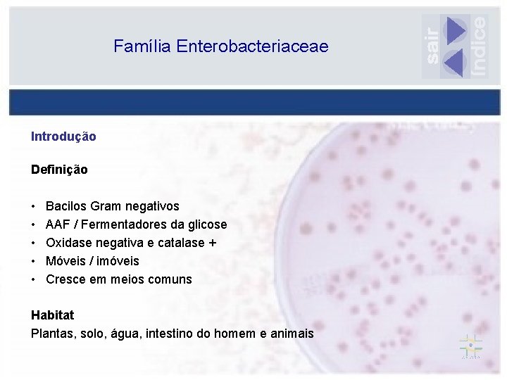 Família Enterobacteriaceae Introdução Definição • • • Bacilos Gram negativos AAF / Fermentadores da