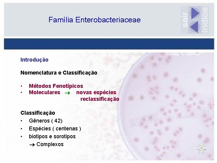 Família Enterobacteriaceae Introdução Nomenclatura e Classificação • • Métodos Fenotípicos Moleculares novas espécies reclassificação