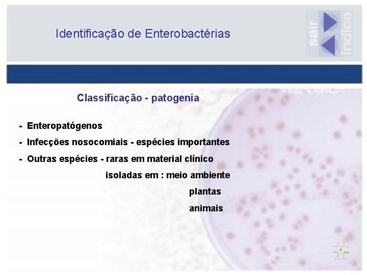 Identificação de Enterobactérias Classificação - patogenia - Enteropatógenos - Infecções nosocomiais - espécies importantes