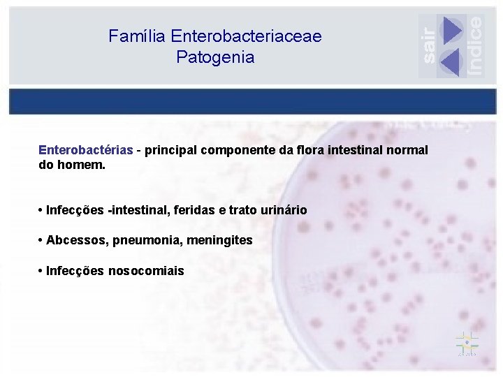 Família Enterobacteriaceae Patogenia Enterobactérias - principal componente da flora intestinal normal do homem. •