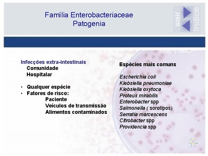 Família Enterobacteriaceae Patogenia Infecções extra-intestinais Comunidade Hospitalar • Qualquer espécie • Fatores de risco: