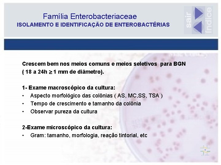 Família Enterobacteriaceae ISOLAMENTO E IDENTIFICAÇÃO DE ENTEROBACTÉRIAS Crescem bem nos meios comuns e meios