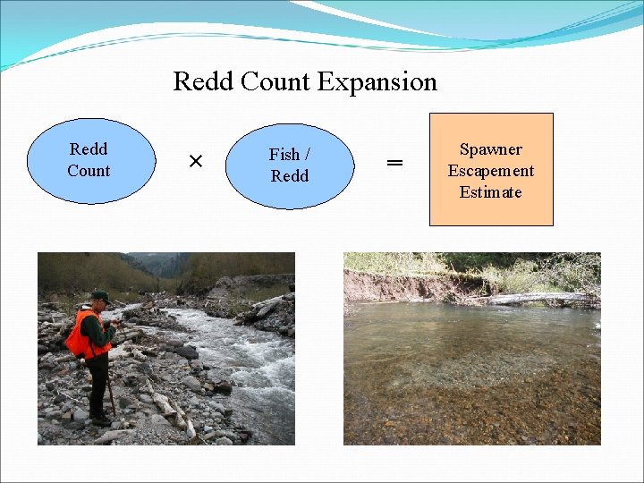 Redd Count Expansion Redd Count × Fish / Redd ═ Spawner Escapement Estimate 