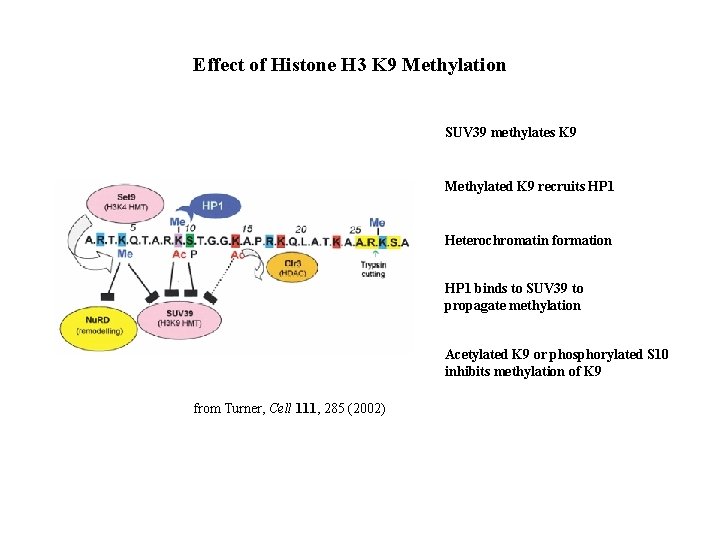 Effect of Histone H 3 K 9 Methylation SUV 39 methylates K 9 Methylated